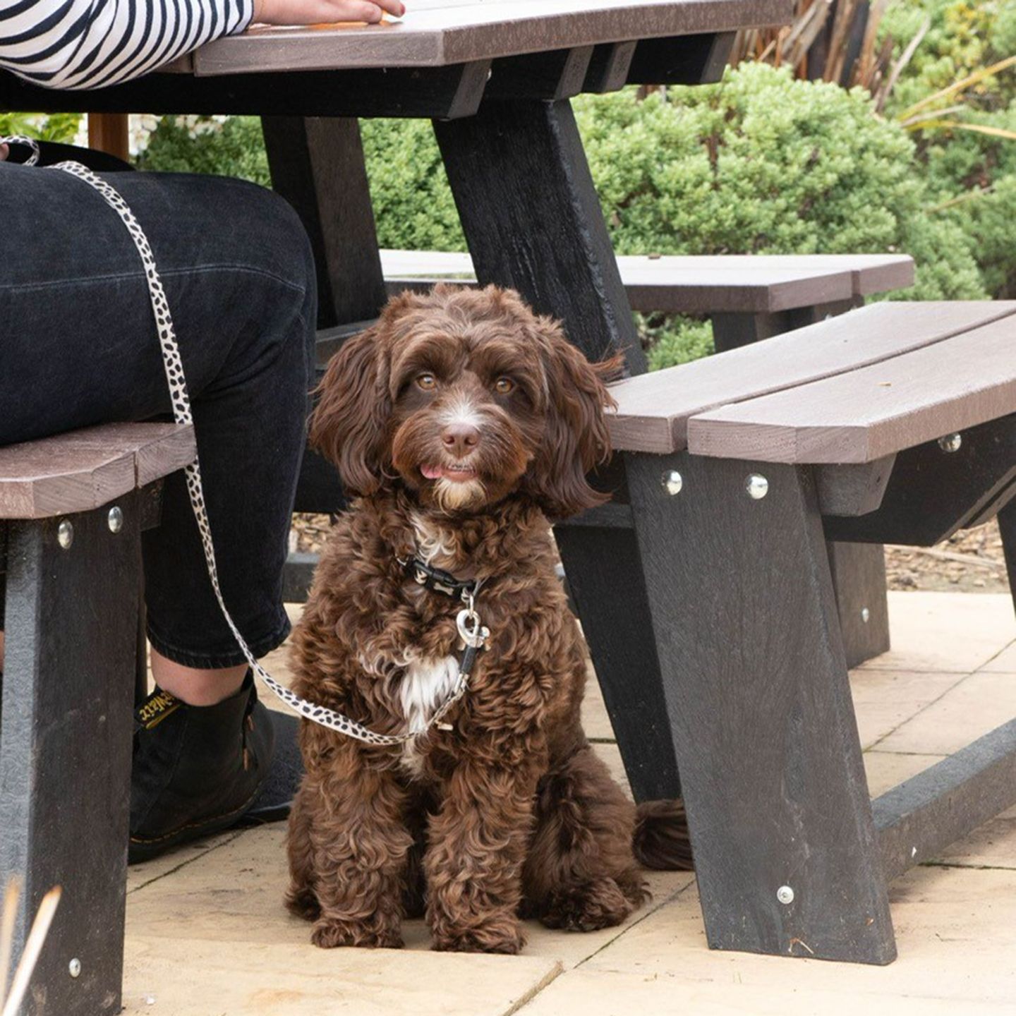 Your local dog friendly pub in Fakenham